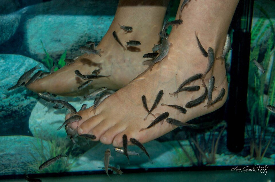 The Fish Spa-Sao Vicente必去景点
