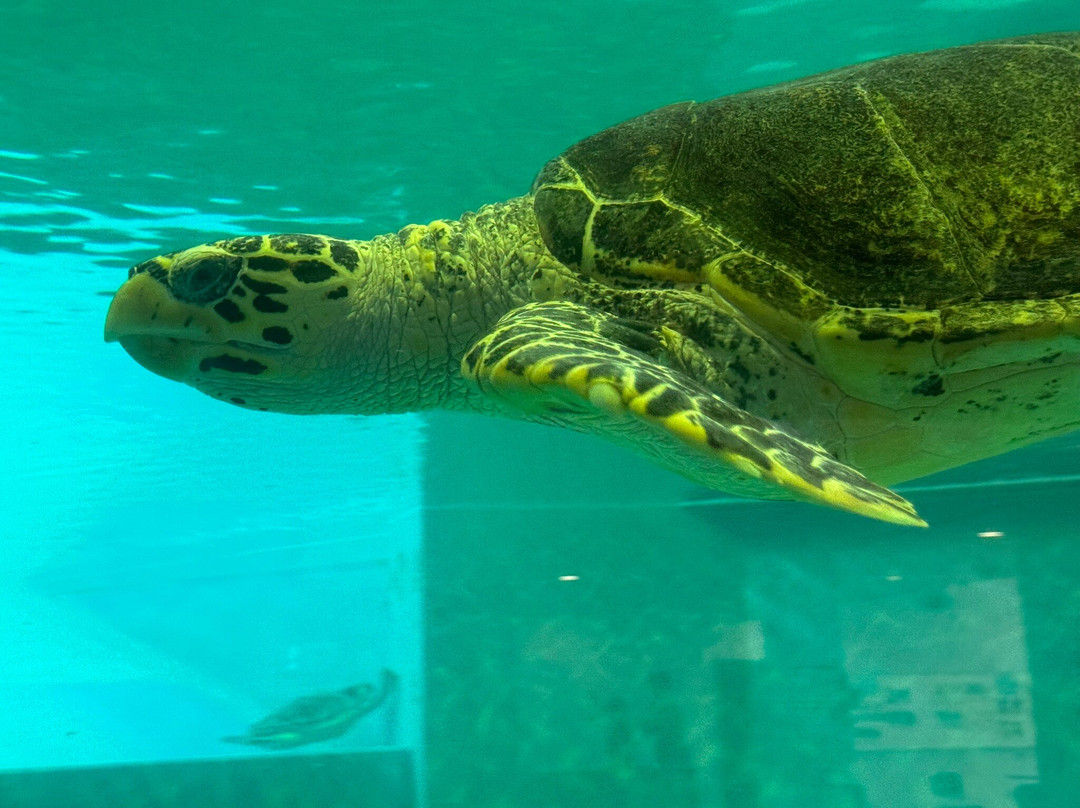 Sea Turtle Museum of Kumejima景点图片