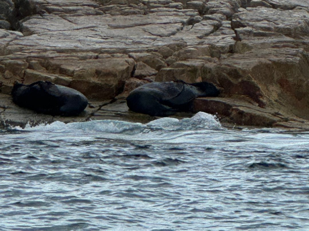 Año Nuevo State Reserve-佩斯卡德罗必去景点