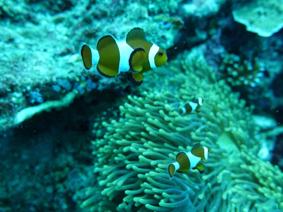 Scotty's Action Sports Network-Panglao必去景点