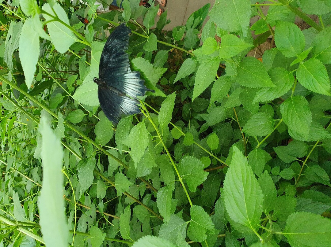 Vlindersafari-Gemert必去景点