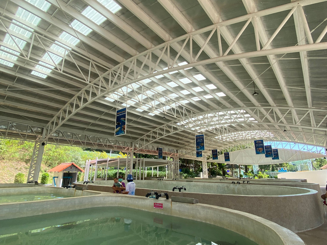 Sea Turtle Conservation Center, Sattahip-色桃邑必去景点