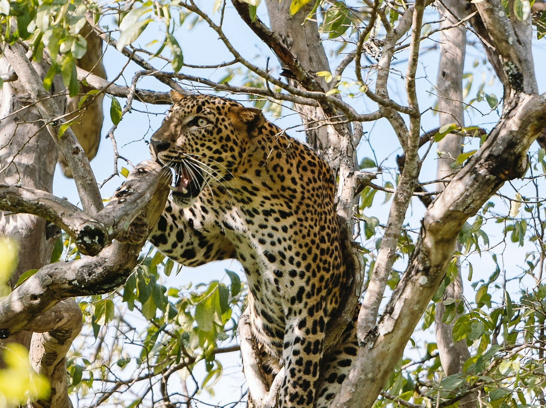 Yala Shenu Safari Tours & Taxi Service-蒂瑟默哈拉默必去景点