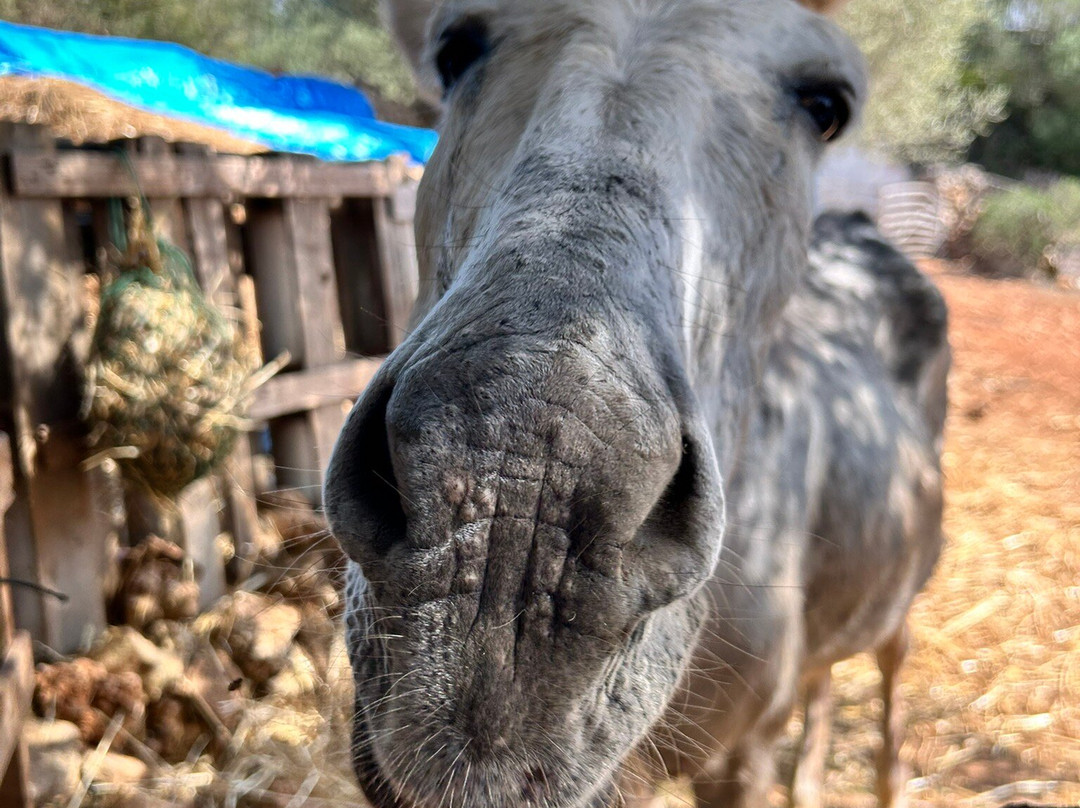 Menorca Donkey Rescue-阿拉约尔必去景点