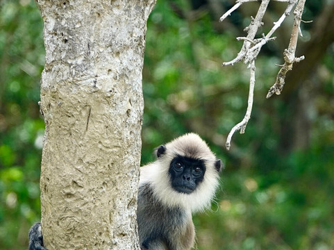 Sri Lankan Taxi and Tours-瓦勒迦玛必去景点