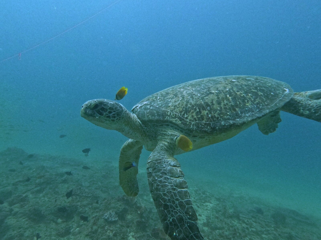 Pisces Diving Sodwana Bay景点图片