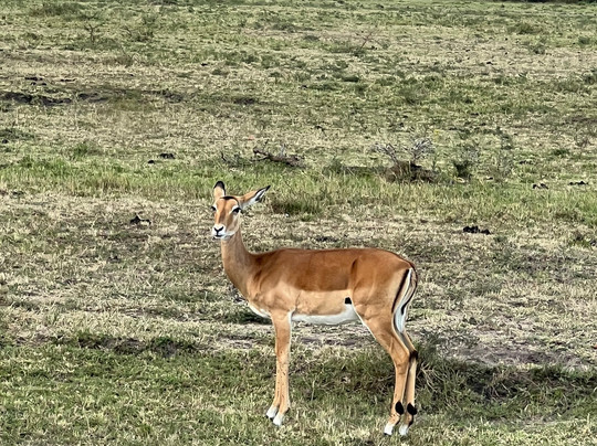 Sogno Kenya con Lorenzo di Andre-瓦塔木必去景点