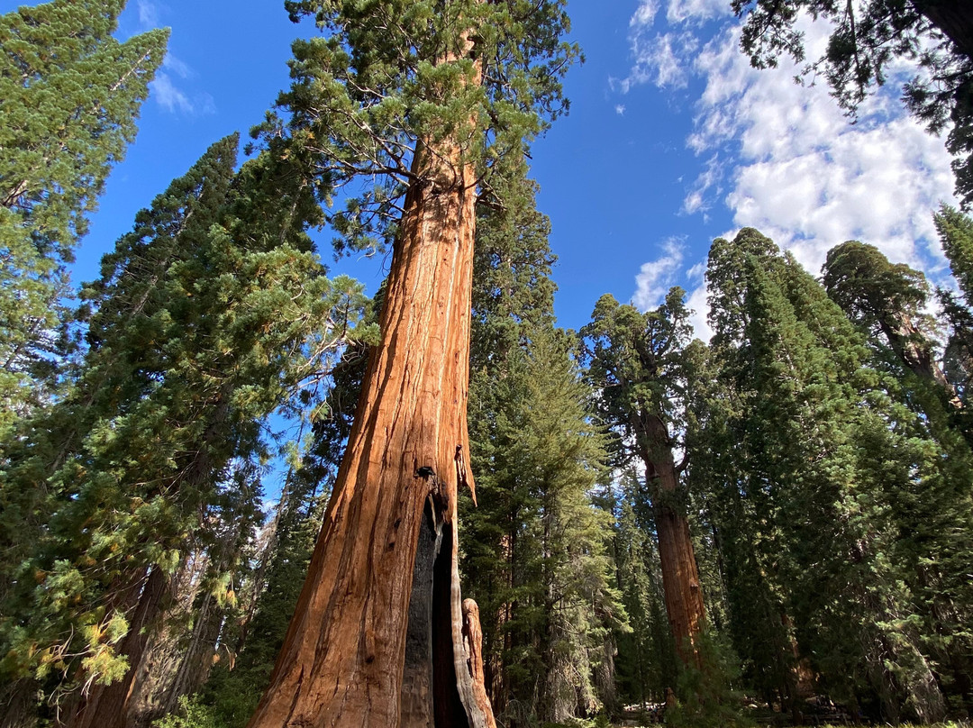 Keifer's Giant Sequoia Tours-Dunlap必去景点
