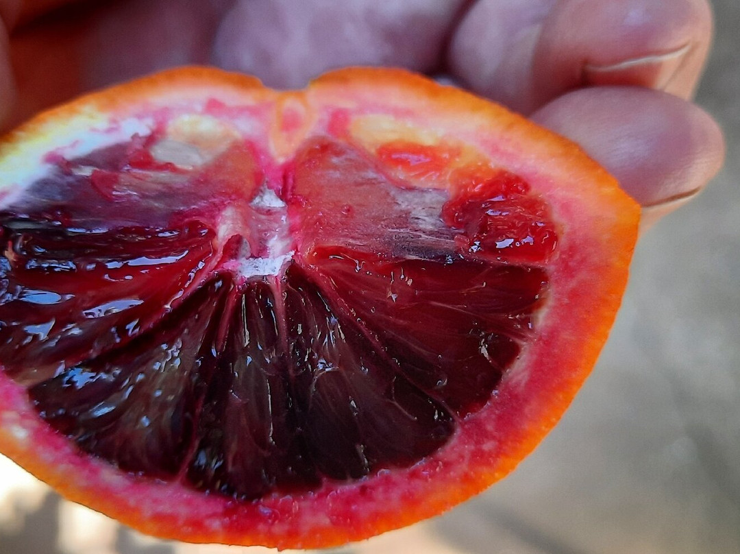Catania Fruit Salad Farm Griffith景点图片