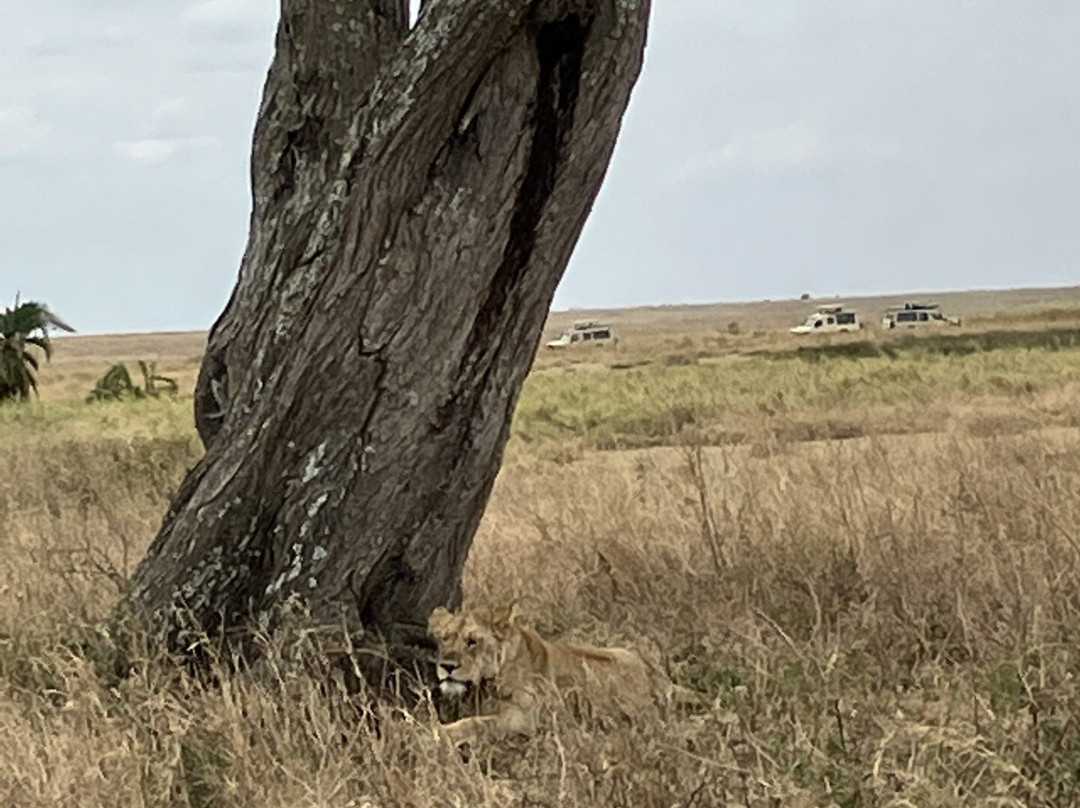 Halisi African Adventures-Dar es Salaam必去景点