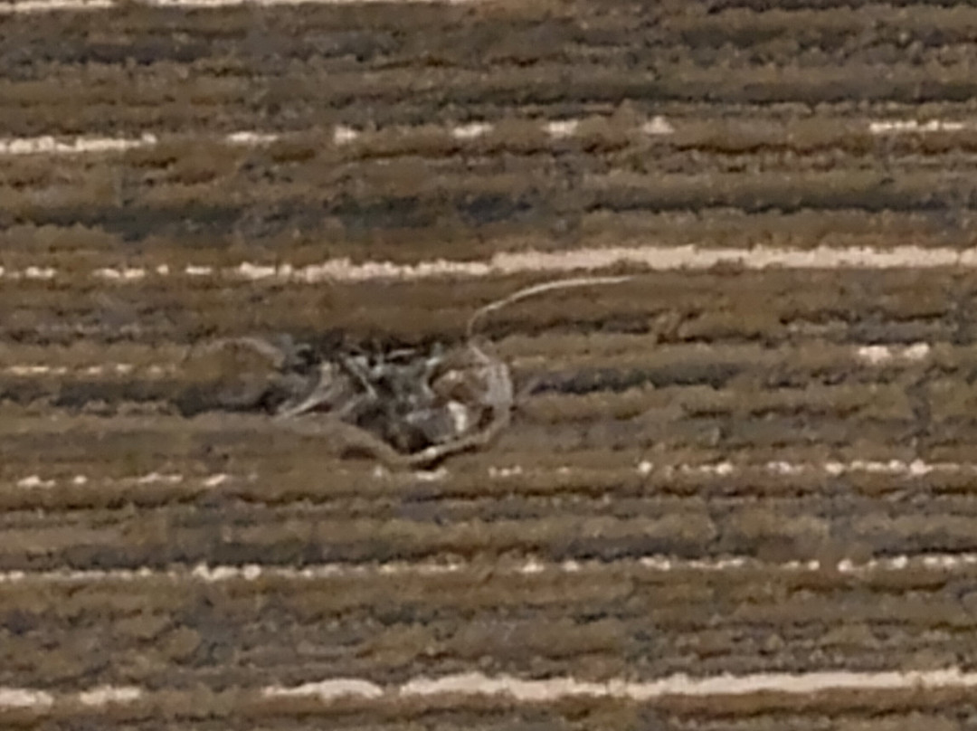 RiverWalk Resort at Loon Mountain主图