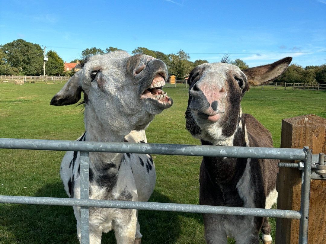 Radcliffe Donkey Sanctuary景点图片