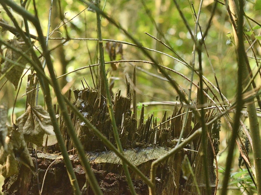 Potteric Carr Nature Reserve景点图片