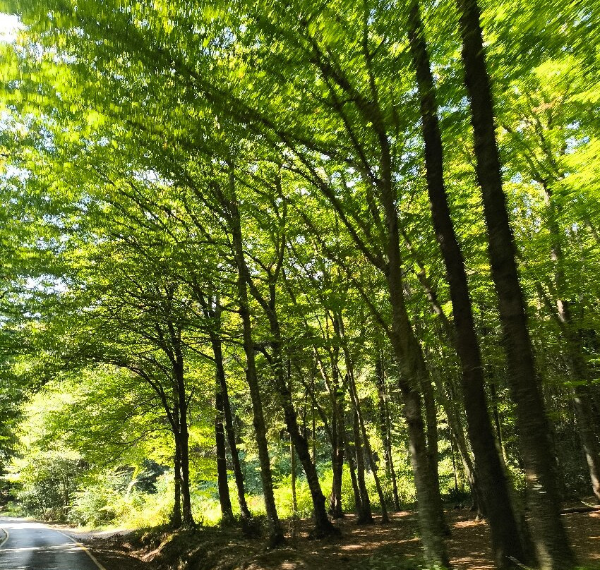 Belgrad Forest-伊斯坦布尔必去景点