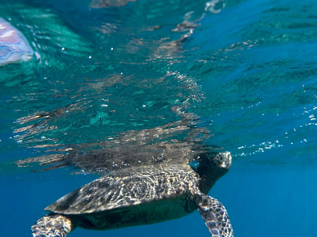 Ocean Thrills-威可洛亚必去景点