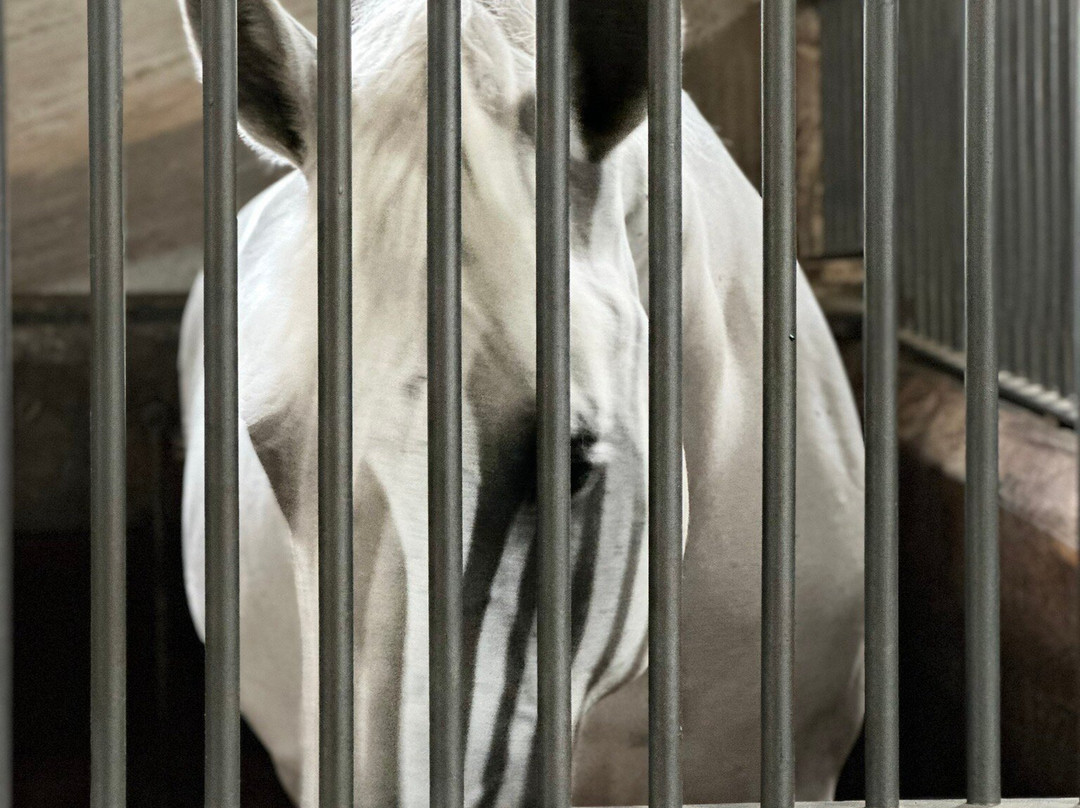 Royal Stables-哥本哈根必去景点