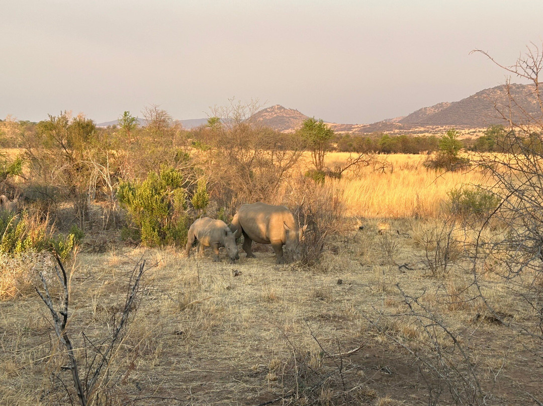 Ingrid's Safaris - Day Tour-约翰内斯堡必去景点
