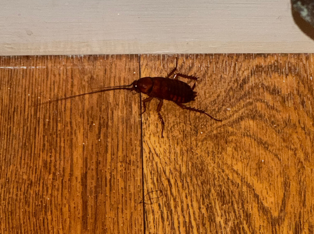 TownePlace Suites by Marriott Alexandria主图