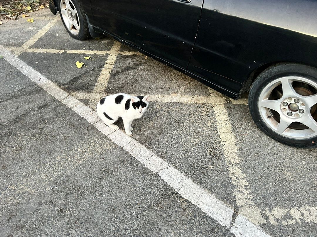 Ascot Travel and Tours-利马索尔必去景点