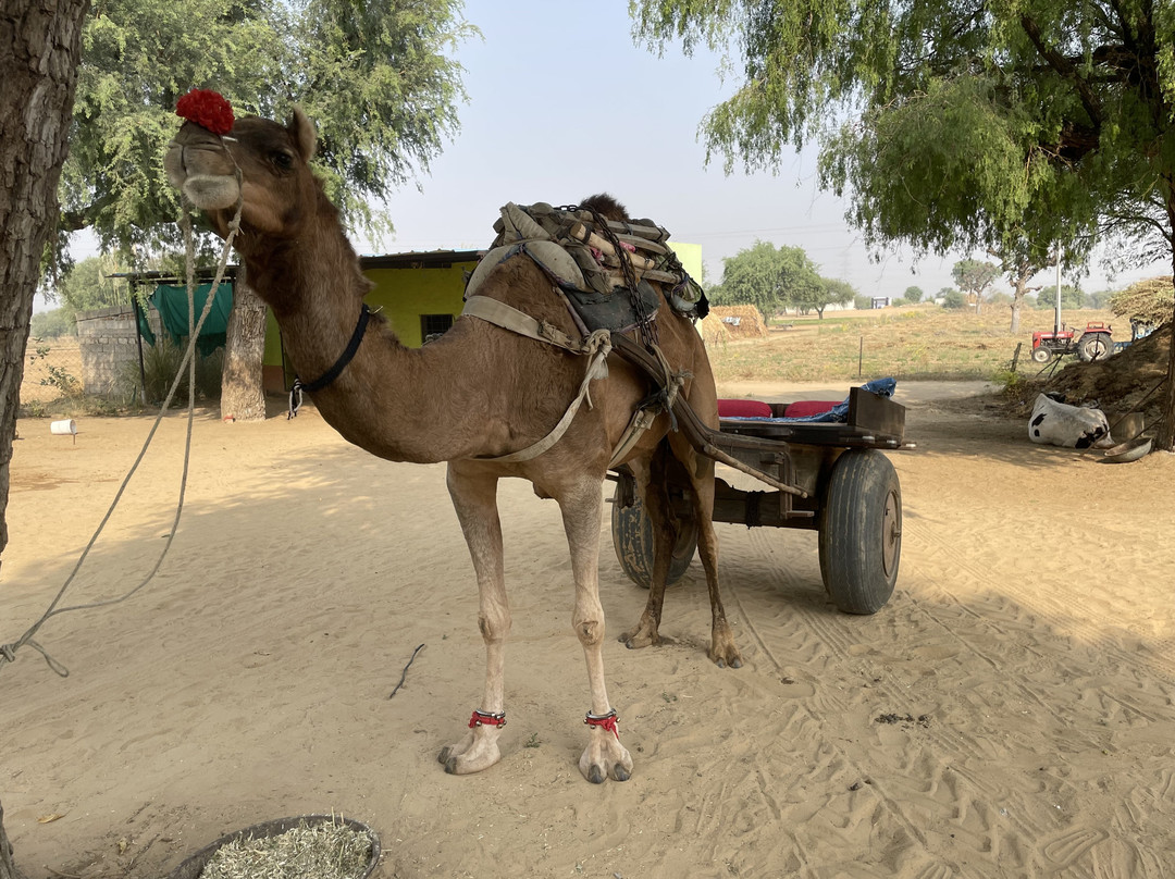 Rajesh Jangid Tourist Pension主图