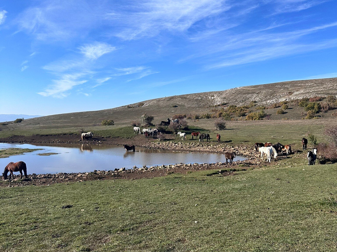Livno Wild Horses Adventure Tours景点图片