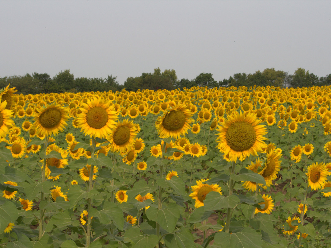 Grinter Farms景点图片