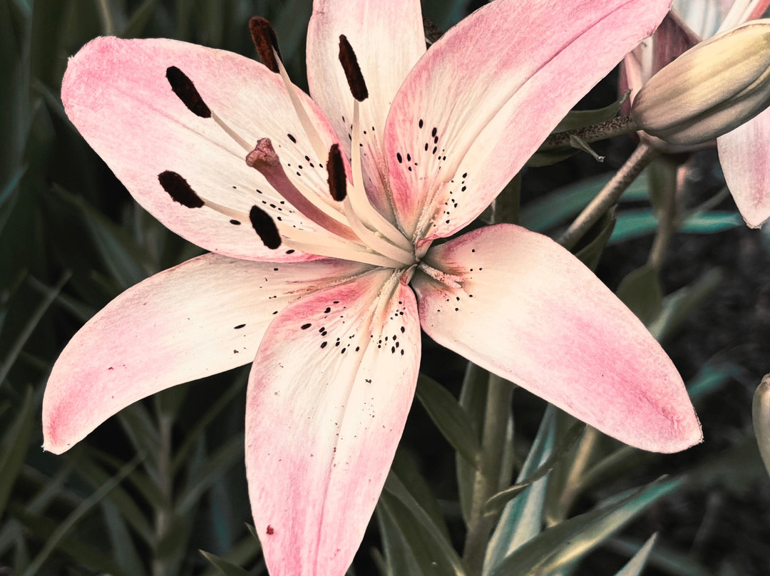 Shelter Gardens-哥伦比亚市必去景点