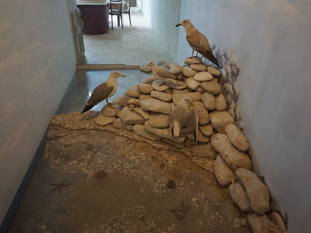 Museum-Brijuni National Park必去景点