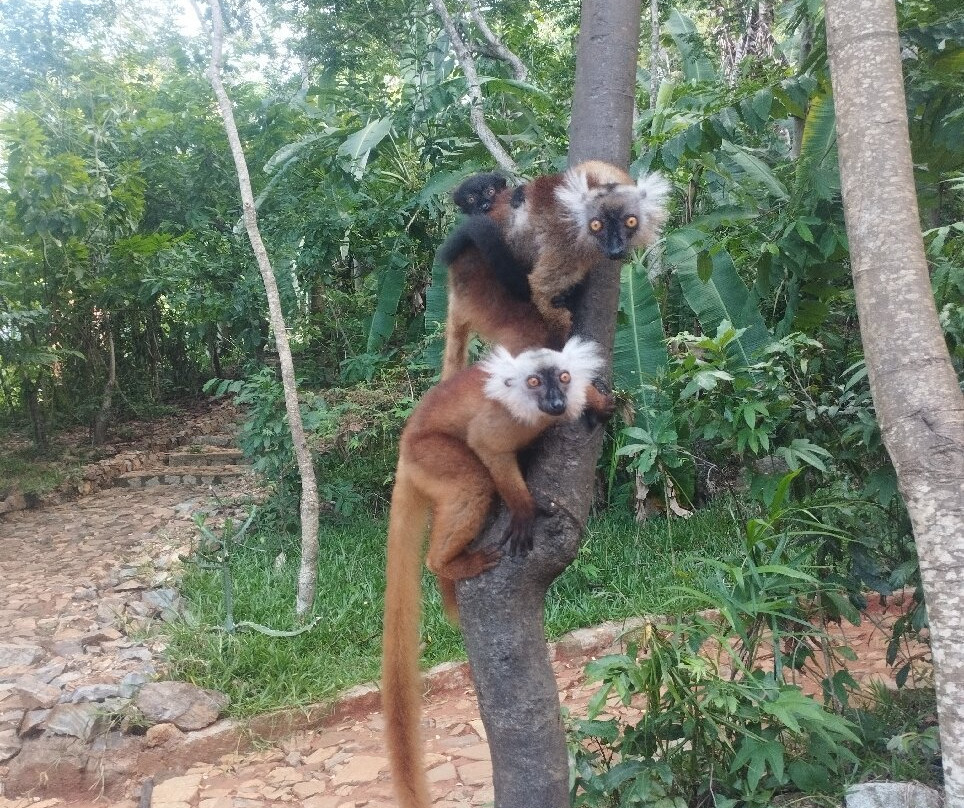 Black Lemur Sanctuary景点图片