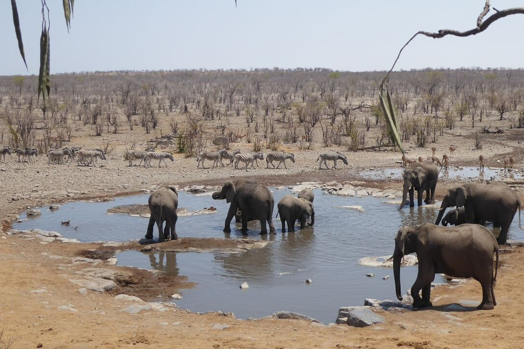Moringa Waterhole-Halali必去景点