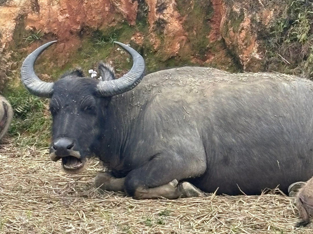 Sapa Tribal Trekking-沙巴必去景点