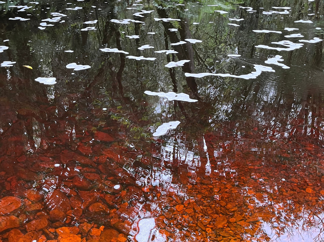 Jubilee Creek picnic site and walk-克尼斯纳必去景点