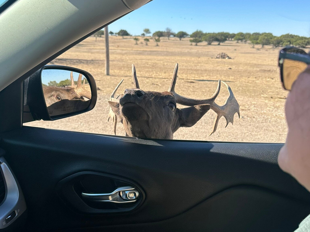 Topsey Exotic Ranch & Drive Thru Safari-Copperas Cove必去景点