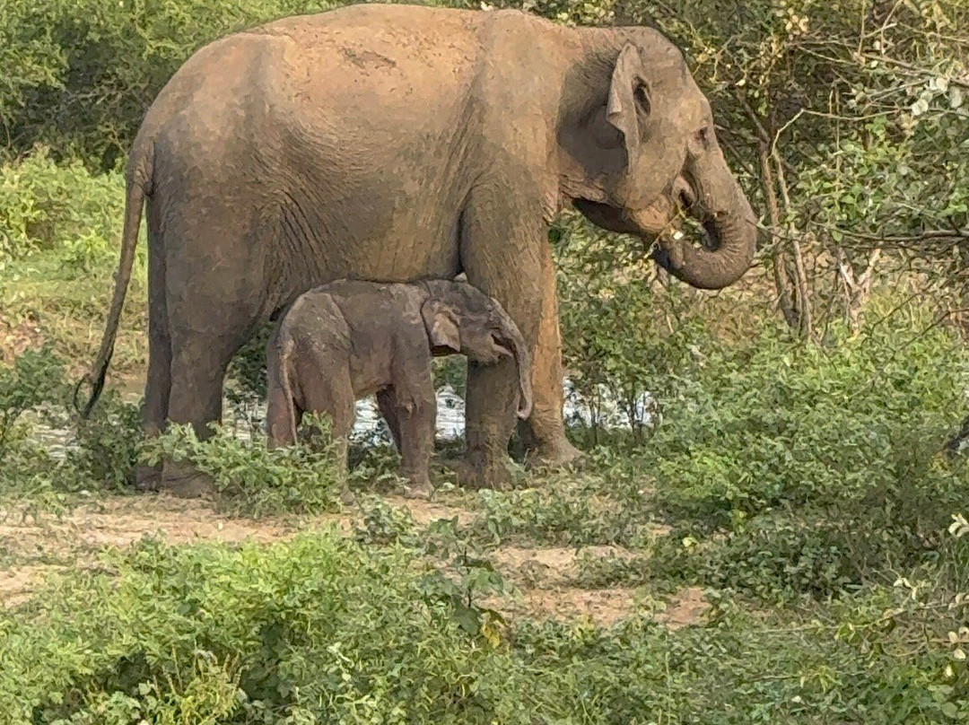 Spotting Trails-雅拉国家公园必去景点