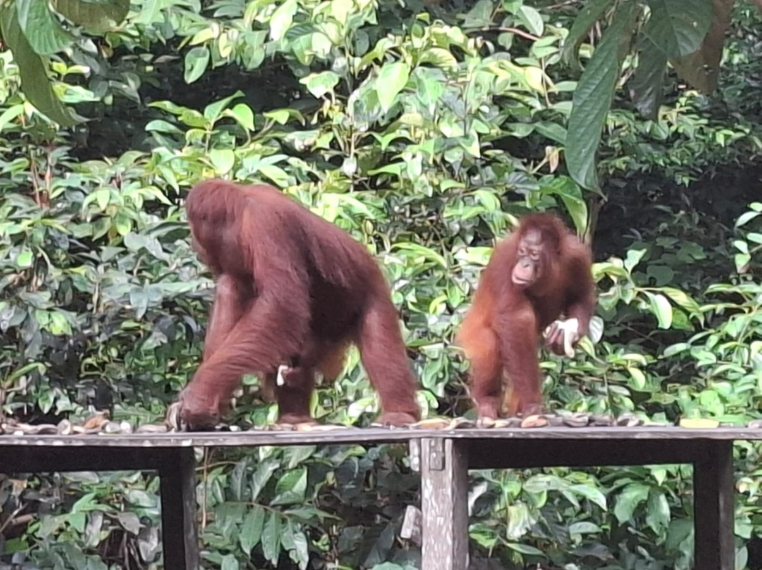 Orang Utan Kalimantan-Pangkalan Bun必去景点
