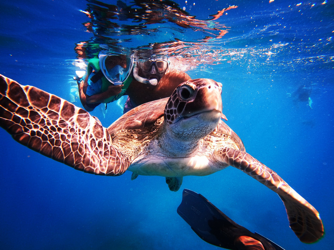 Barbados Snorkeling Tours by Hayden Browne-Holetown必去景点