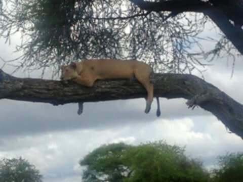 Jambo Travelhouse Holidays-Karen必去景点