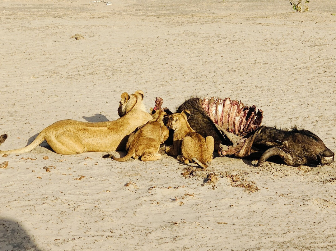 Leon Safaris-卡萨尼必去景点