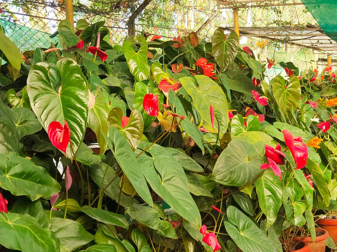 Seasonz India景点图片