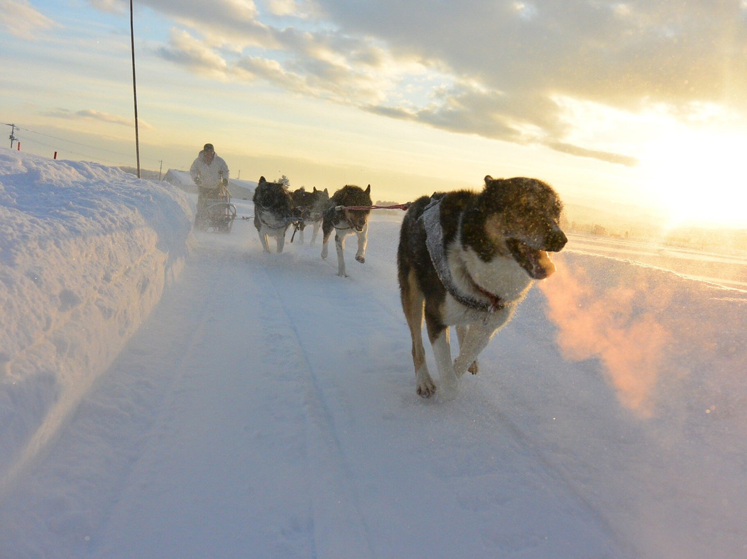 Moon Light Ladies Dog Sledding-鹰栖町必去景点