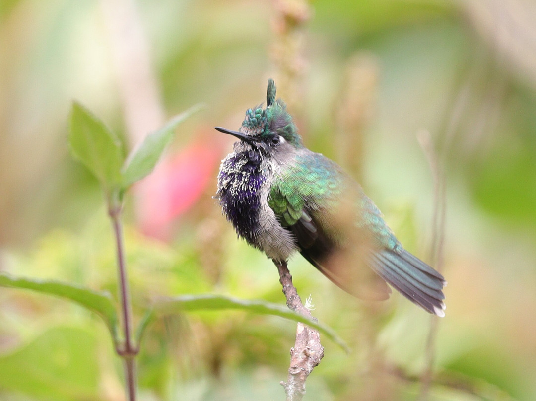 Mantiqueira Ecoturismo-Goncalves必去景点
