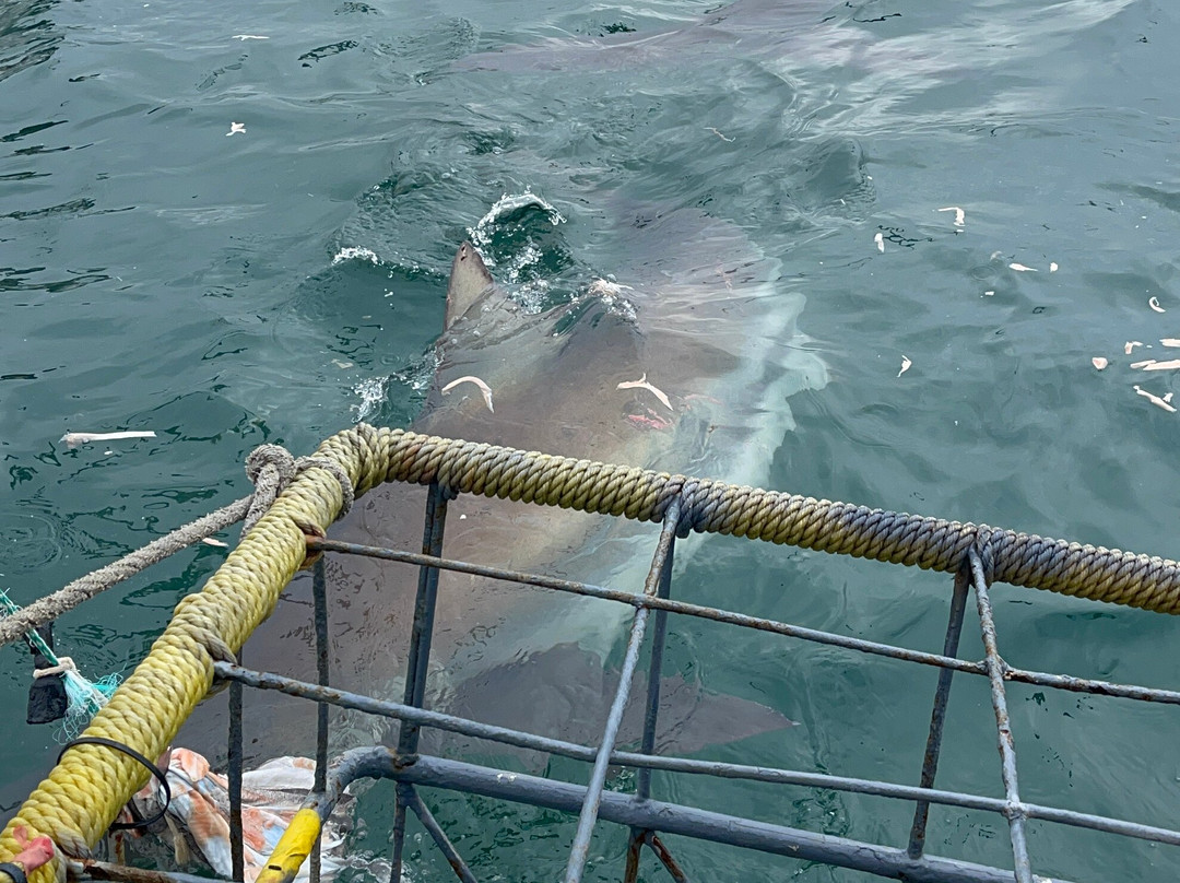 White Shark Divers-干斯拜必去景点