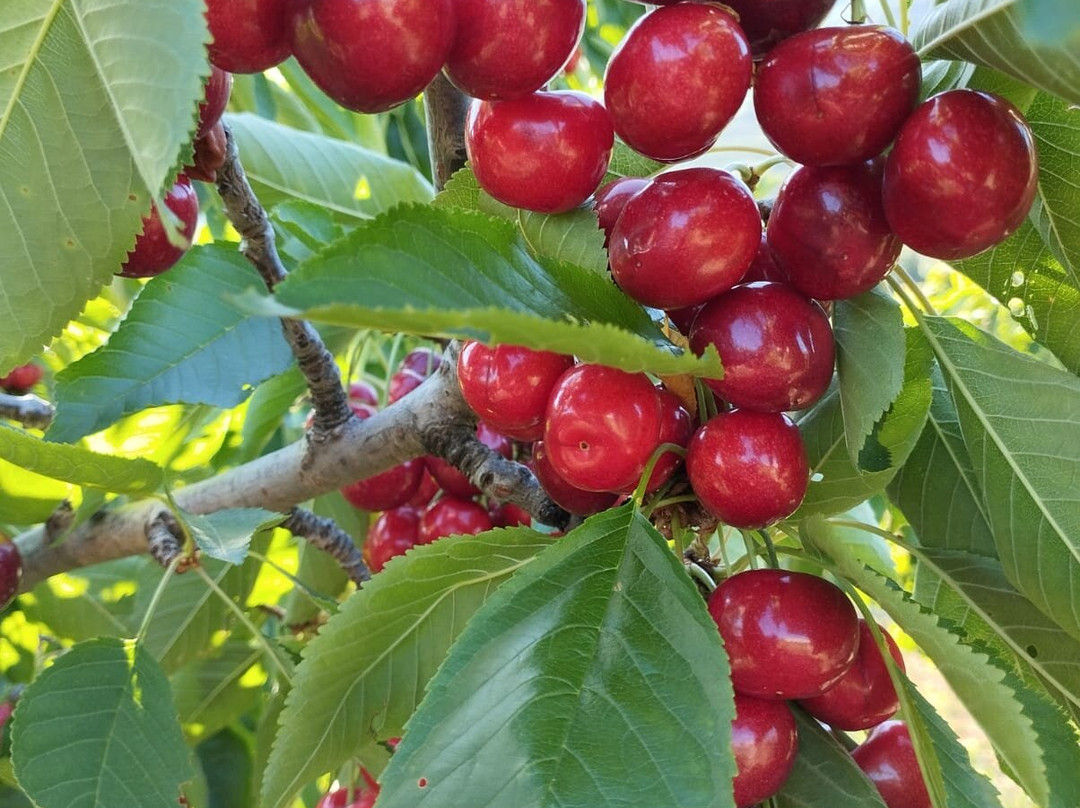 Cerezas Morales景点图片