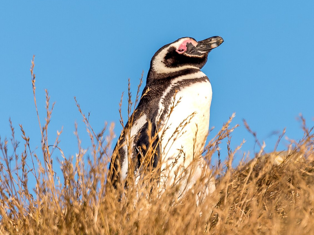 Monumento Natural Los Pinguinos景点图片
