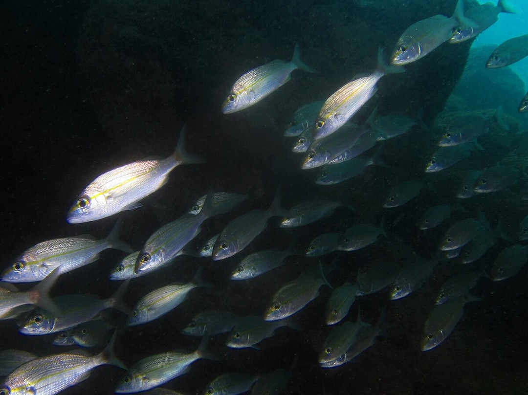 Mergulho Mágico-São José da Coroa Grande必去景点