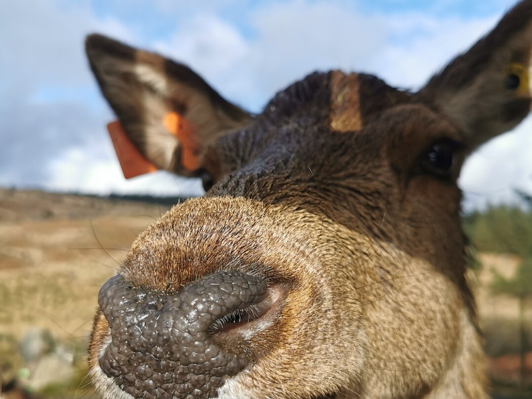 The Galloway Forest Park Red Deer Range-Castle Douglas必去景点