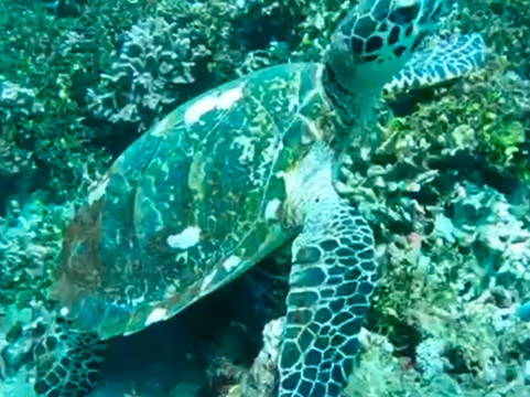 Amed Bali Snorkeling Tour Guide-艾湄湾必去景点