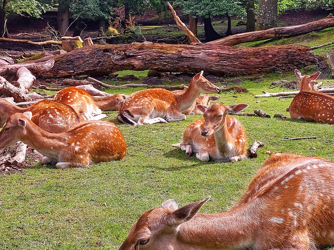 Marselisborg Deer Park景点图片