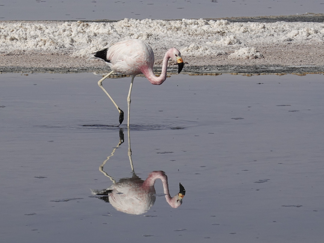Salar de Atacama-安托法加斯塔必去景点