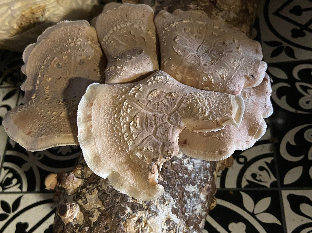 Greater Sydney Tours-Picton必去景点